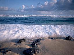 [Image of Waves Washing up a Beach]